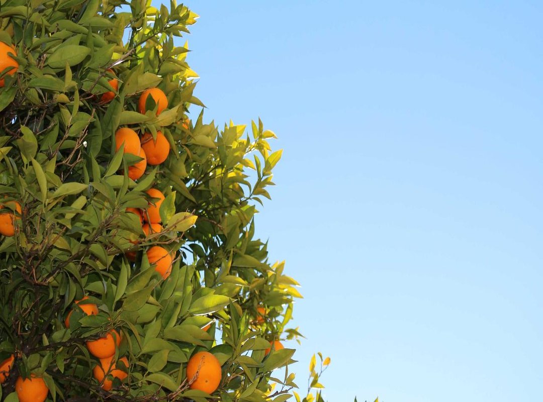 Frequently Asked Questions (FAQs)