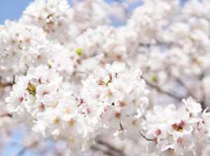 sakura avatar ff