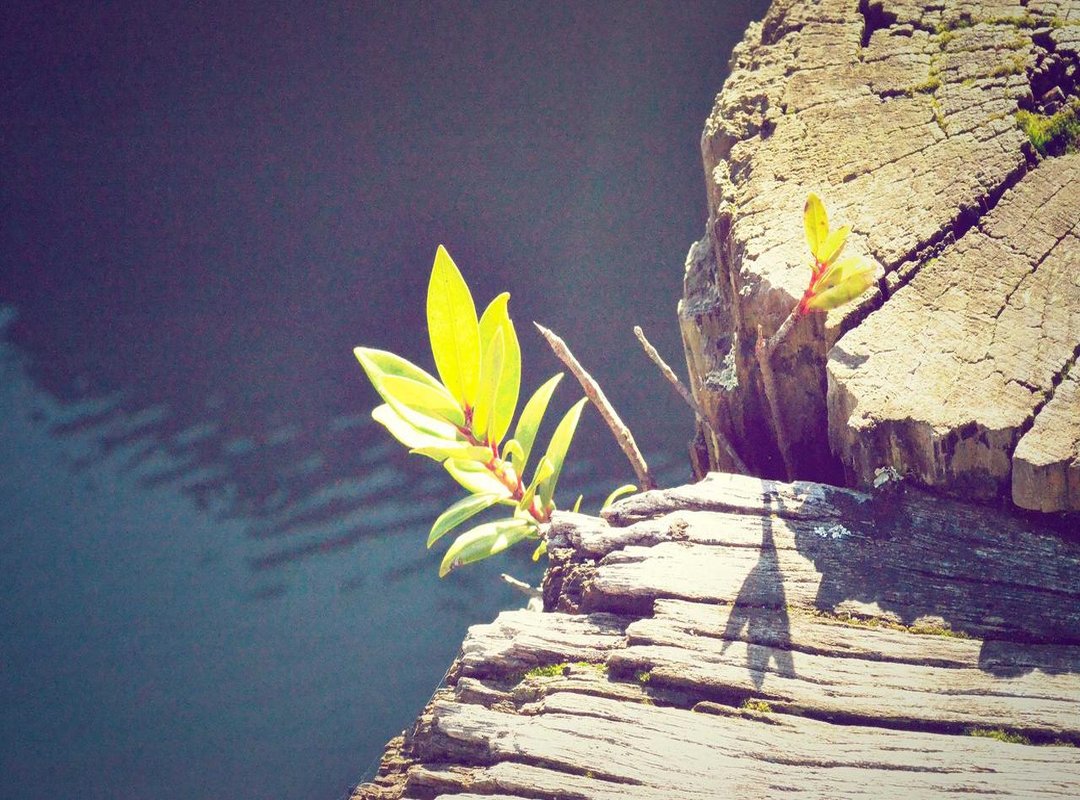 Choosing Your VIP Package: Features and Access